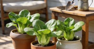 Kapusta pak choi – kompleksowy przewodnik po uprawie i kuchni