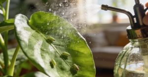 Co na mszyce? Skuteczny domowy sposób i naturalne metody zwalczania