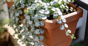 Dichondra ile sadzonek do doniczki, by stworzyć srebrzysty balkon?