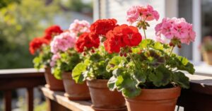 Choroby pelargonii: identyfikacja, leczenie i skuteczne ratowanie roślin