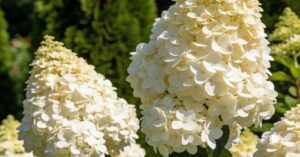 Hortensja Grandiflora: Kompleksowy przewodnik po uprawie i pielęgnacji