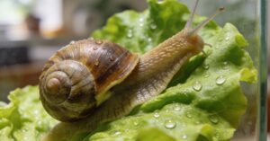 Co jedzą ślimaki winniczki w ogrodzie? Dieta ślimaka i jego skorupa