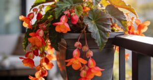 Begonia boliwijska: kompleksowa pielęgnacja i rozwiązywanie problemów