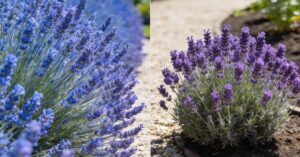 Lawenda Blue Scent czy Hidcote? Wybierz najlepszą odmianę do doniczki